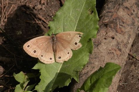 40 Butterflies In Pennsylvania Pictures And Identification