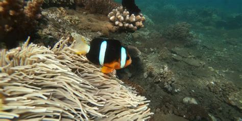 Paket Wisata Liburan Banyuwangi Dgn Tour Snorkeling Menjangan Dan