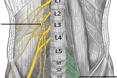 48 Lumbosacral Plexus Nina Wehnert