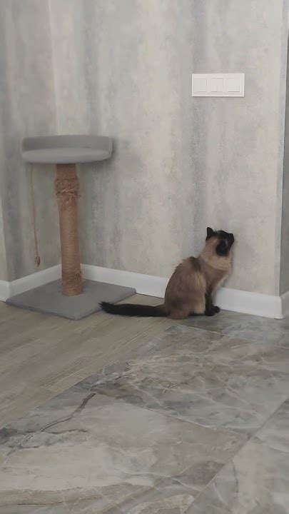 Кошка чудит🤣🤣🤣 #котики #ржака #смотридоконца #смешно - YouTube