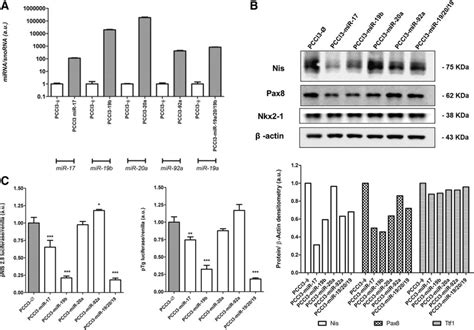 Overexpression Of MiR 17 92 Cluster Components Reduces Differentiation