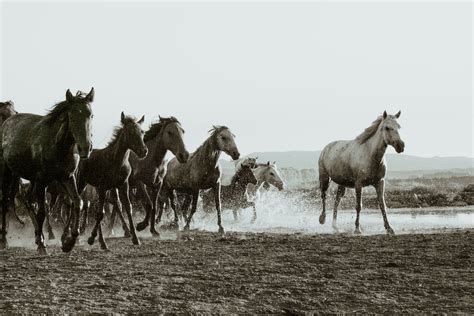 Wild Horses Photos, Download The BEST Free Wild Horses Stock Photos ...