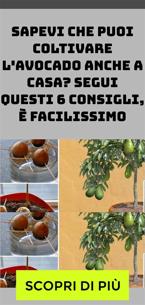 Sapevi Che Puoi Coltivare Lavocado Anche A Casa Segui Questi 6