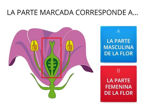 Las Partes De La Flor Quiz