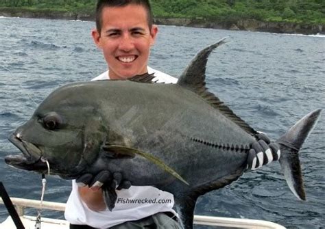 Black Jack Fish Alchetron The Free Social Encyclopedia