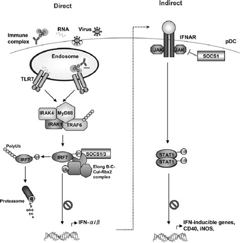 A Model Of Feedback Downregulation Of Tlr Induced Type I Ifn By Socs