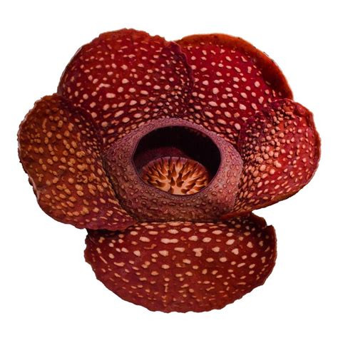 Premium Photo | Rafflesia Arnoldii flower with solid white background