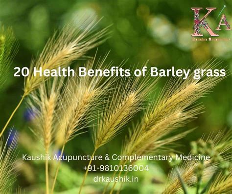 Nutritional Value Of Barley Grass Jo Ki Bali In Hindiwith 20 Health