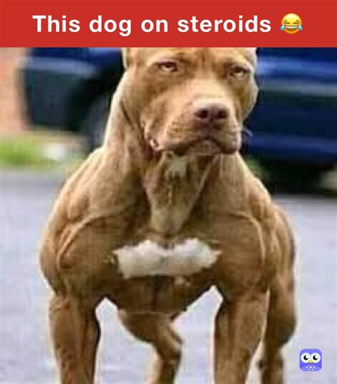 This Dog On Steroids 😂 Debronthompson Memes