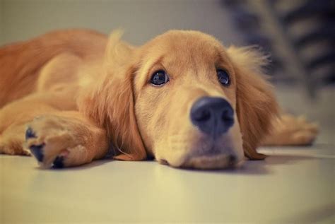 Dog - Dogs Photo (34087524) - Fanpop