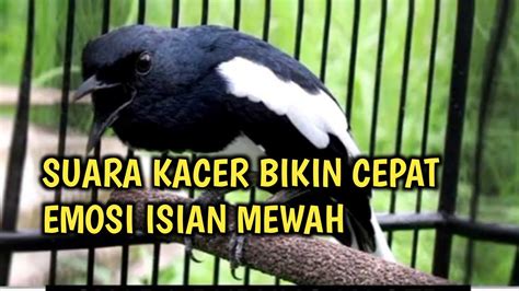 Suara Kacer Isian Mewah Bikin Cepat Respon Dan Emosi Lawan Youtube