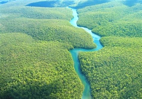 Amazon Rain Forest Is Worlds Largest Forest And Has Presence In