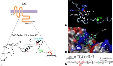 Interaction Of Carboxyl Terminus Peptide With The Connexin