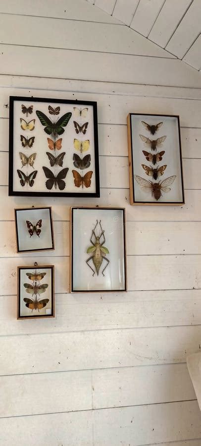 An Old And Faded Butterfly Collection In Wooden Frames On A Wall Stock