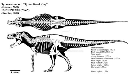 Tyrannosaurus Rex Skeletal Diagram Fmnh Pr By Franoys On