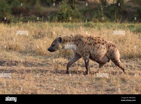 Spotted Hyena Crocuta Crocuta Walking In The Savannah Masai Mara