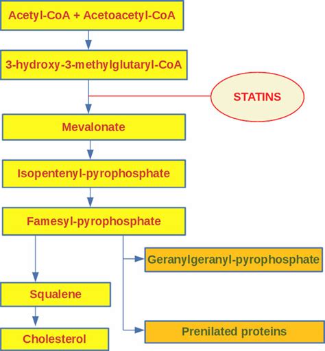 Mechanism of action of statins on the reduction of circulating cholesterol | Download Scientific ...