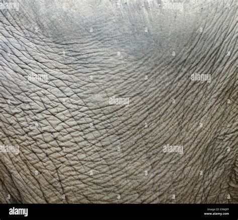 elephant skin texture Stock Photo - Alamy