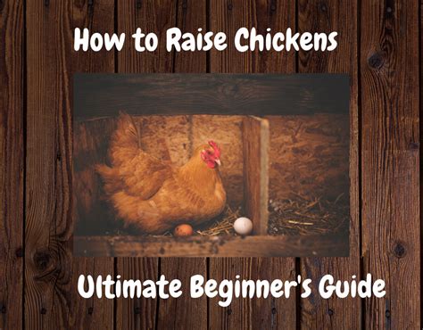 How To Raise Chickens For Beginner S Full Guide