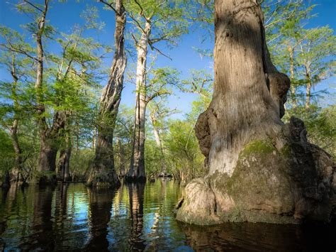 North Carolina Bald Cypresses Are Among The World S Oldest Trees