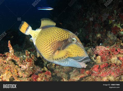 Titan Triggerfish Image & Photo (Free Trial) | Bigstock