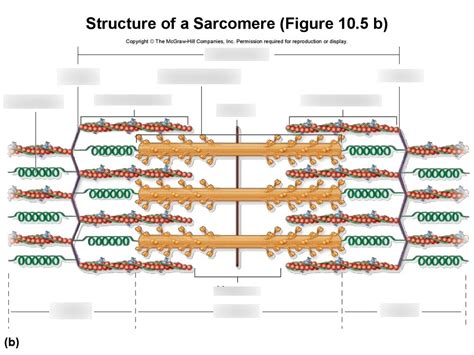 Sarcomere Structure Labeling Diagram Quizlet