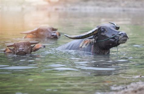 Buffalo in the water stock photo. Image of beast, beef - 120192396