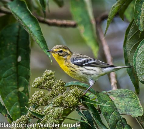 Blackburnian Warbler Female 2 Oasislinda Flickr