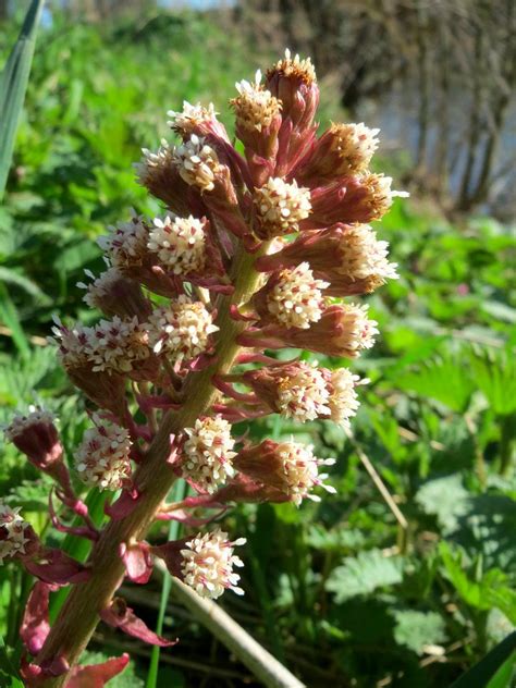 Gewöhnliche Pestwurz Petasites hybridus an der Saar in Saarbrücken