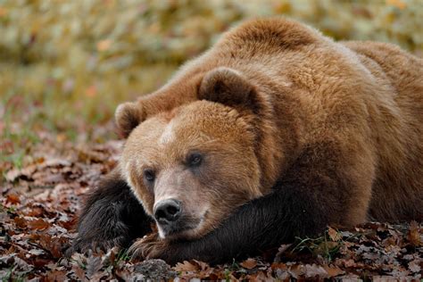 Kamchatka brown bear 14261523 Stock Photo at Vecteezy