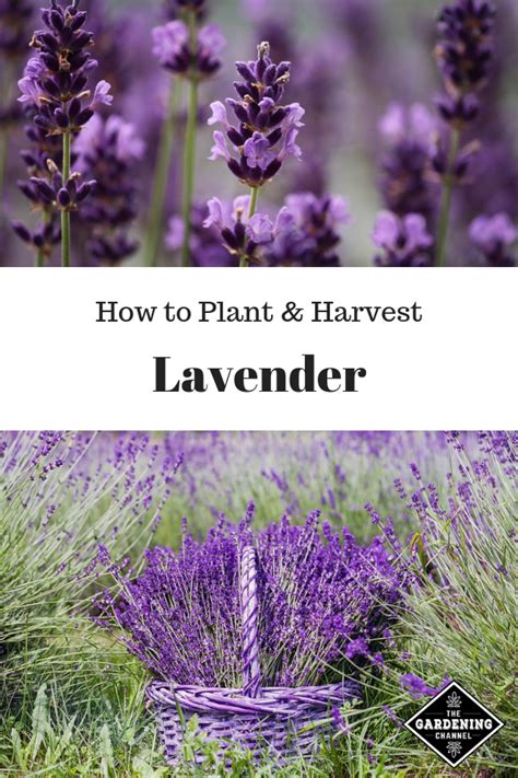 Grow Your Own Lavender Essential Tips And Guide