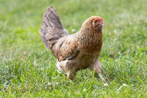 7 Things You Didn't Know About Olive Egger Chickens