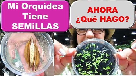 Como Se Siembran Las Semillas De Orquideas Para Tener Nuevas Plantas