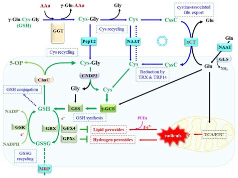 The Glutamyl Cycle An Essential Pathway For The Cell To Maintain