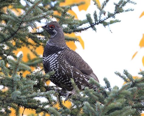 Spruce Grouse Hunting In Alaska Project Upland