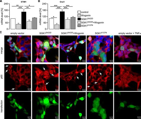 Effect Of Sgk On Stim And Orai Transcript Levels In Hek Cells