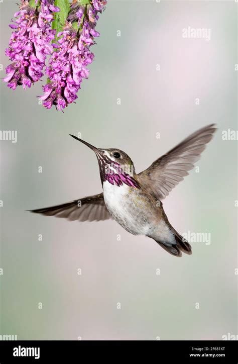 North America Alaska Southeast Wildlife Birds Hummingbird