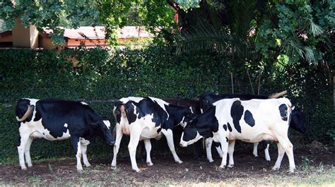 Medio Rural Ha Abonado El Anticipo De La Pac Al De Las