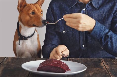 Raw Dog Food: A Guide For Beginner Feeders - The Grateful Pet 