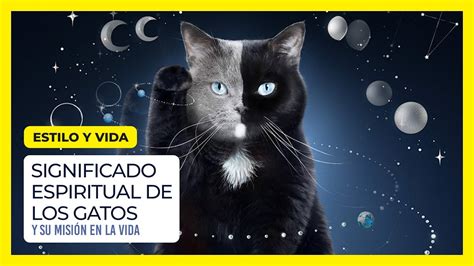 El Significado Espiritual Detr S De Un Gato Muerto Una Conexi N M S