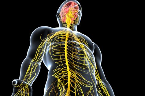 Learn What Happens To The Brain And The Body When Multiple Sclerosis Strikes