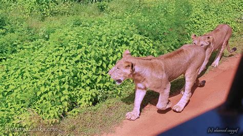 Ridiyagama Safari Park In Hambantota