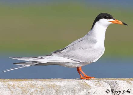 Forster's Tern - Sterna forsteri