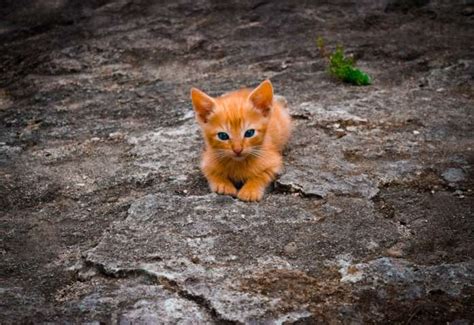 FeLV Felines Leukämie Virus Katzenleukose Pfotencafe Leben