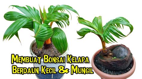 Cara Membuat Bonsai Kelapa Berdaun Kecil Mungil Cepat Pecah Daun