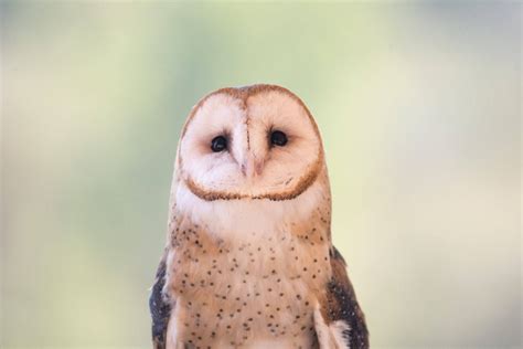 Fun Facts Barn Owls The Escondido Creek Conservancy