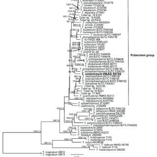 Phylogeny Generated From Ml Maximum Likelihood Analysis Of The Its