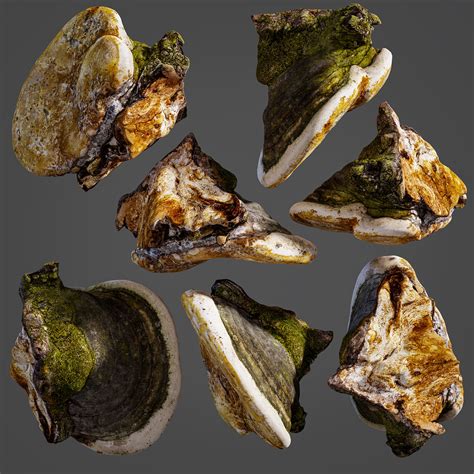 ArtStation - Fomes fomentarius (fungus) | Game Assets