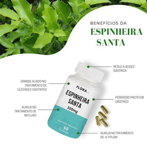 Qual A Melhor Espinheira Santa Em Cápsulas - Espinheira Santa Cápsulas - Empório Grão de Ouro