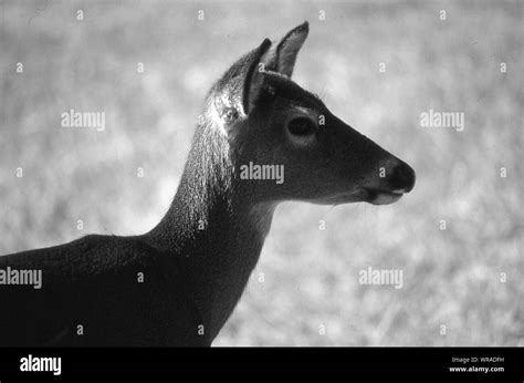 Profile Of Deer Hi Res Stock Photography And Images Alamy